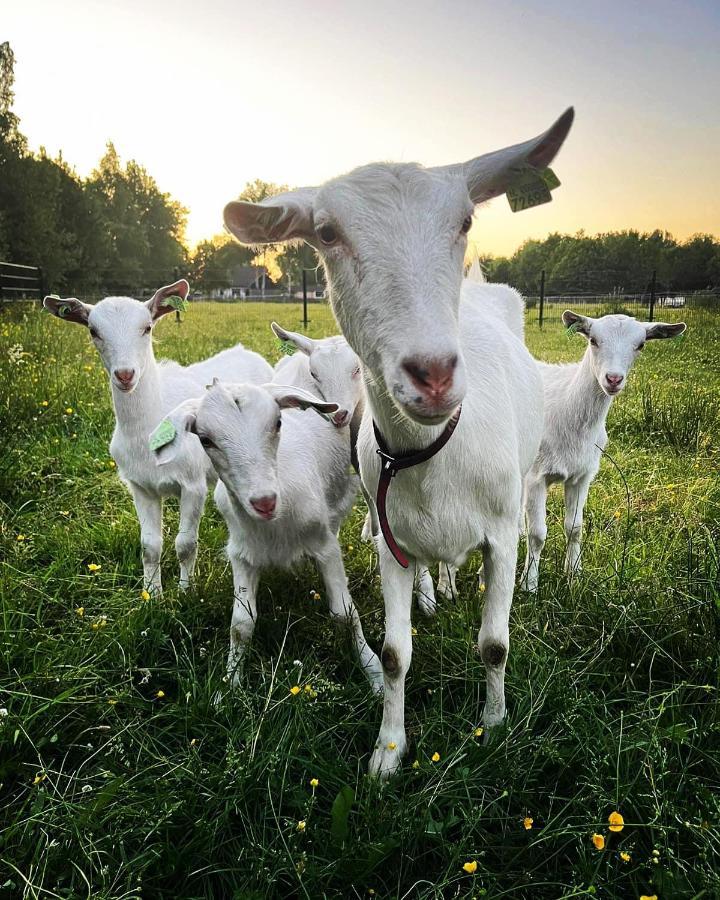 Pipowagens Bij Pannenkoekenrestaurant & Camping De Koppenjan 'Een Uniek Verblijf Met Kinderspeelboerderij' Jubbega-Schurega Exterior foto